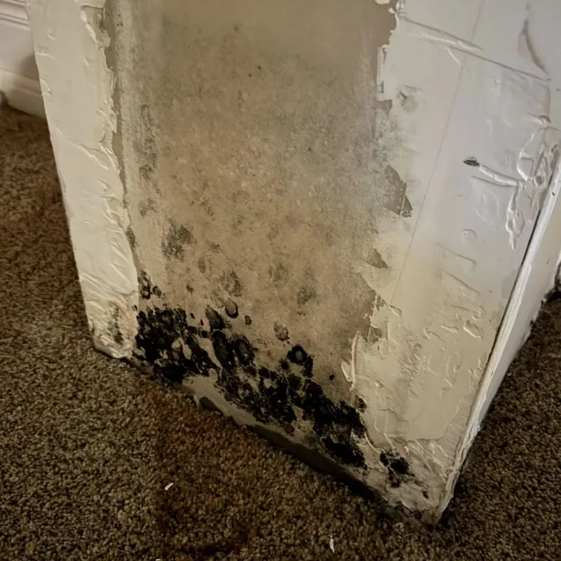 Professional Mold Removal in Hilton, NY